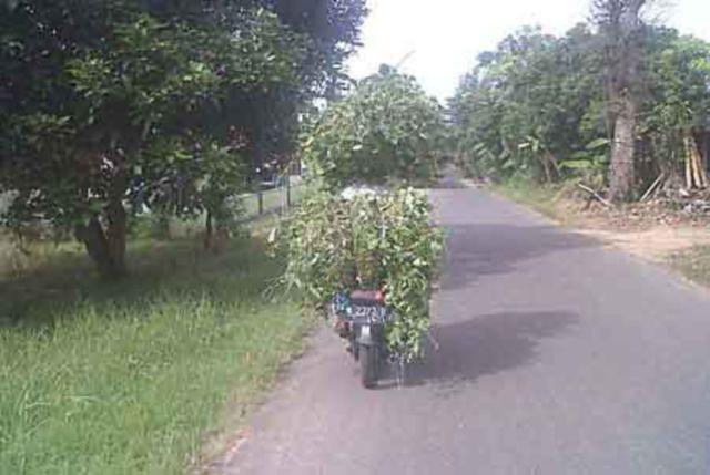 (c) Istimewa
