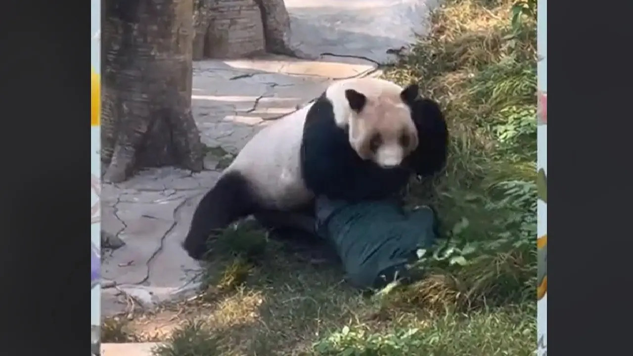 Tak Terima Tangannya Tak Sengaja Terjepit Pintu, Panda Ding Ding Gigit Tangan Penjaganya