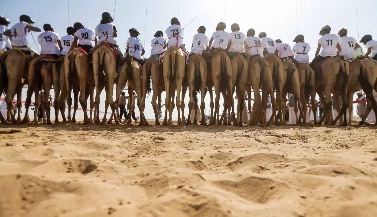 Para joki bersiap mengikuti balapan unta dalam festival warisan Sheikh Sultan Bin Zayed al-Nahyan di Abu Dhabi, Uni Emirat Arab (10/2). Balap unta merupakan olahraga tradisional dari Uni Arab Emirates. (AFP/Karim Sahib)