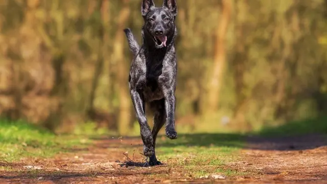 Dramatis, Anjing Ini Korbankan Dirinya Gagalkan Pembom Bunuh Diri