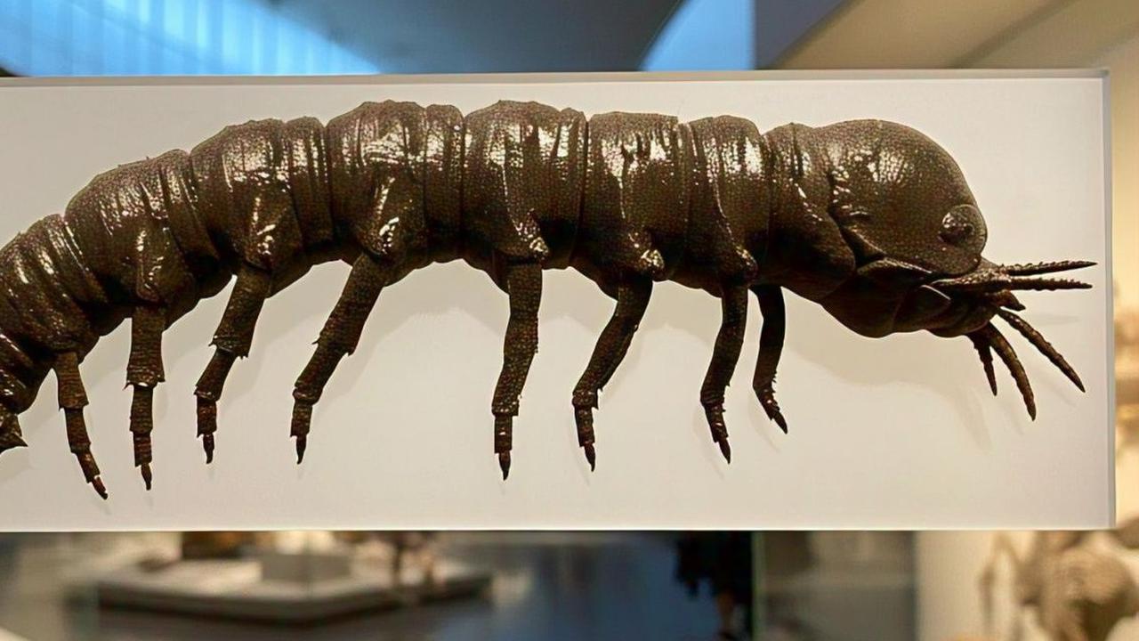 Ilmuwan Temukan Fosil Larva Cacing Berusia 520 Juta Tahun, Otak dan Ususnya Masih Lengkap
