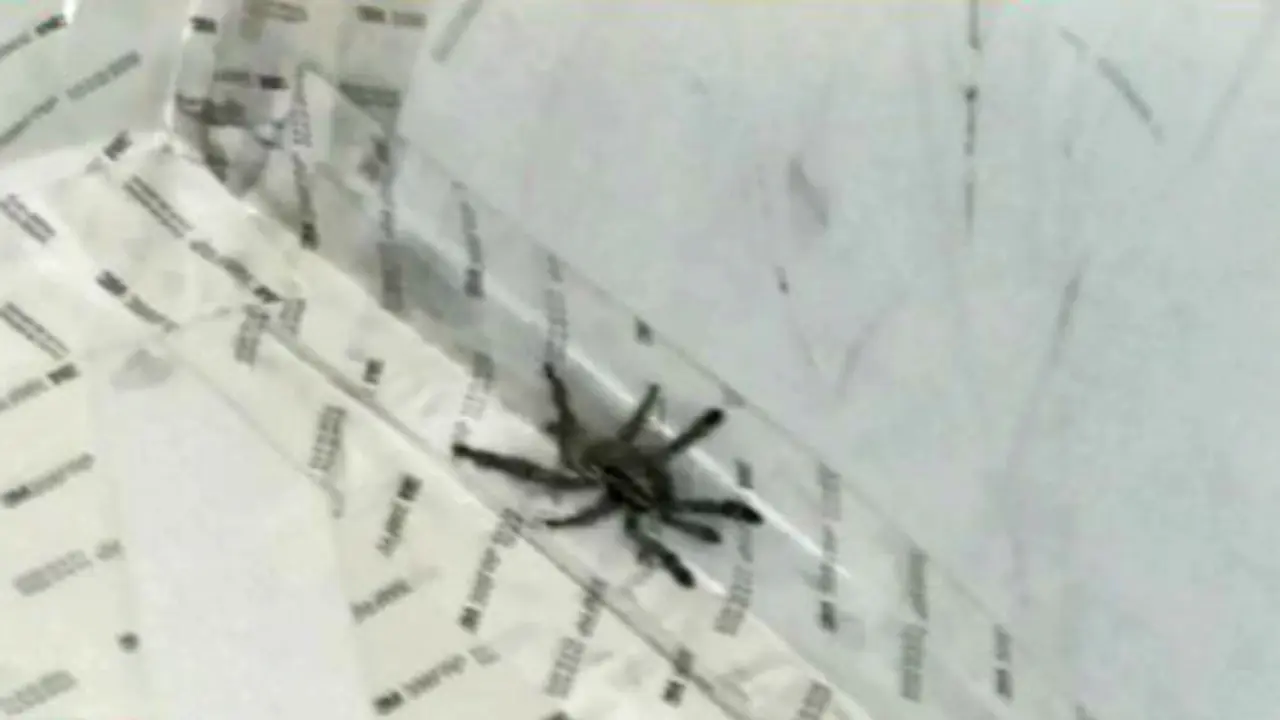 Tarantula Keluar Kandang, Penerbangan Ditunda