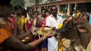 Wanita India memberi 'Aarthi' untuk sapi selama perayaan festival panen Tamil di sebuah perguruan tinggi di Chennai, India (11/1). (AFP Photo/Arun Sankar)
