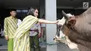 Penyanyi dangdut Ayu Ting Ting mengelus sapi hewan kurbannya di kediamannya kawasan Depok (1/9). Pada tahun ini Ayu Ting Ting berkurban sapi sebanyak 3 ekor. (Liputan6.com/Herman Zakharia)