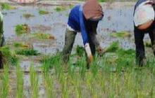 Demi Kejar Target Swasembada Pangan, Kementan Pangkas Rantai Distribusi Pupuk Subsidi