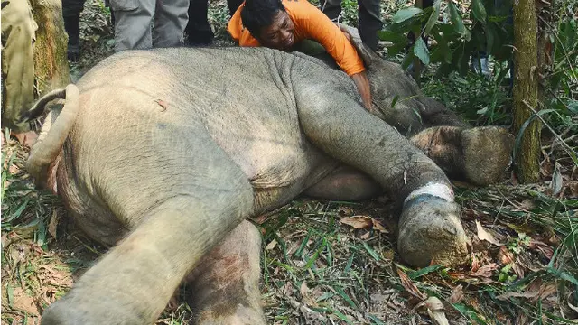 Aksi Gajah Jinak Selamatkan Anak Gajah Liar Yang Terpisah Dari Induknya