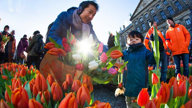Seorang pria dan putranya memetik tulip pada Hari Bunga Tulip Nasional di Dam Square, Amsterdam pada 19 Januari 2019. Pengunjung bisa memetik bunga tulip yang terhampar seluas 2.500 meter persegi secara cuma-cuma. (AP/Peter Dejong)