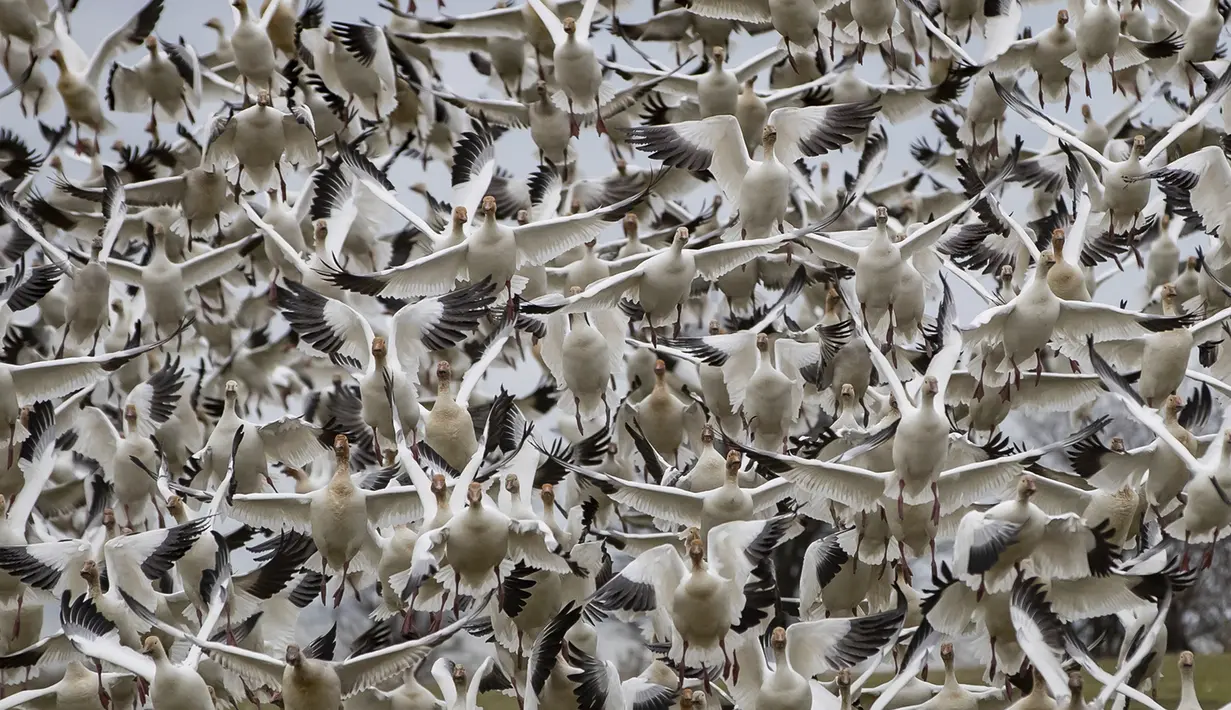 Angsa salju mengudara di Garry Point Park, di Richmond, British Columbia, Kanada pada Minggu (10/1/2021). Kawanan angsa, yang berkembang biak di Siberia, bermigrasi di sepanjang pantai pasifik untuk menghabiskan musim dingin. (Darryl Dyck/The Canadian Press via AP)