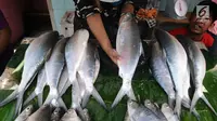 Pedagang menujukkan ikan badeng di kawasan Rawa Belong, Jakarta, Senin (4/2). Jelang tahun baru Imlek penjual Ikan bandeng menjamur di Jalan Rawa Belong dan dibanderol harganya mulai dari Rp 50.000 per kilogram. (Liputan6.com/Herman Zakharia)