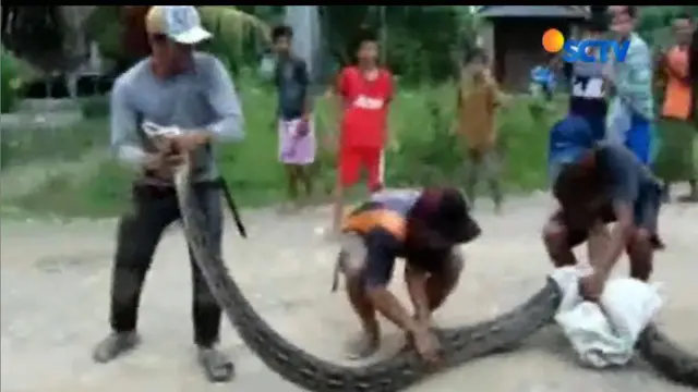Ular Piton 7 Meter Serang Petani di Kebun Kelapa Sawit Mamuju