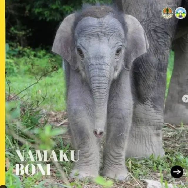 Gajah Boni