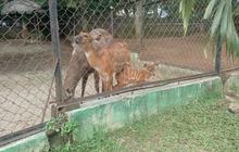 Kabar Gembira! Sitatunga dari Ragunan Melahirkan Anak di Semarang Zoo