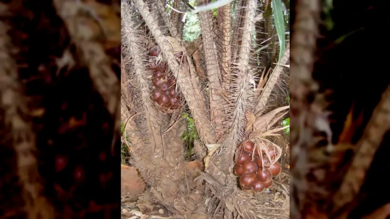 Cerita Salak Condet Tergerus Hutan Beton