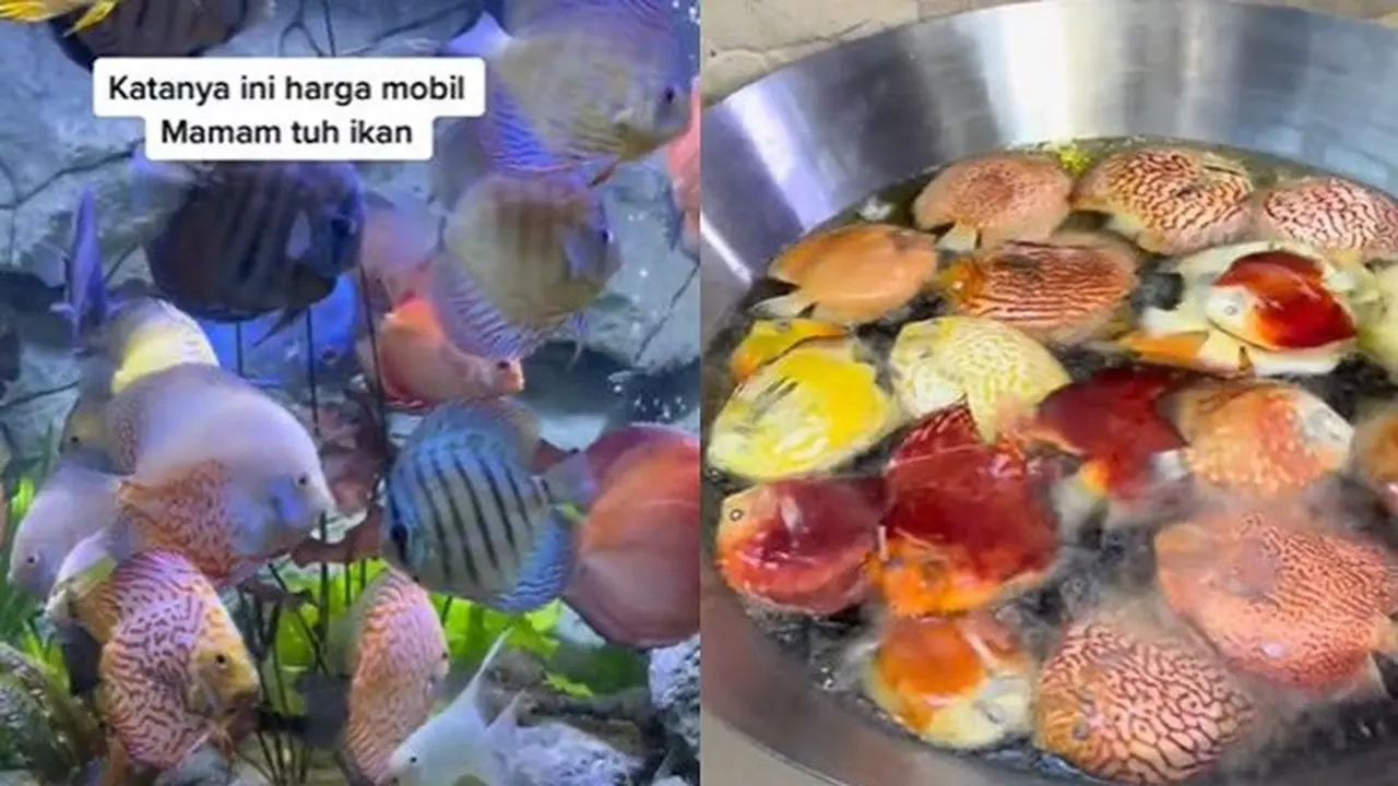 Kurang Perhatian, Istri Nekat Goreng Ikan Hias Seharga Mobil Milik Suami