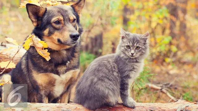 20160330-Ilustrasi-Kucing-iStockphoto