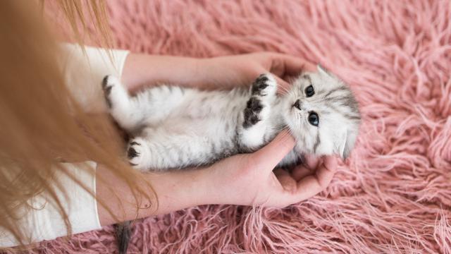 Ilustrasi kucing lucu