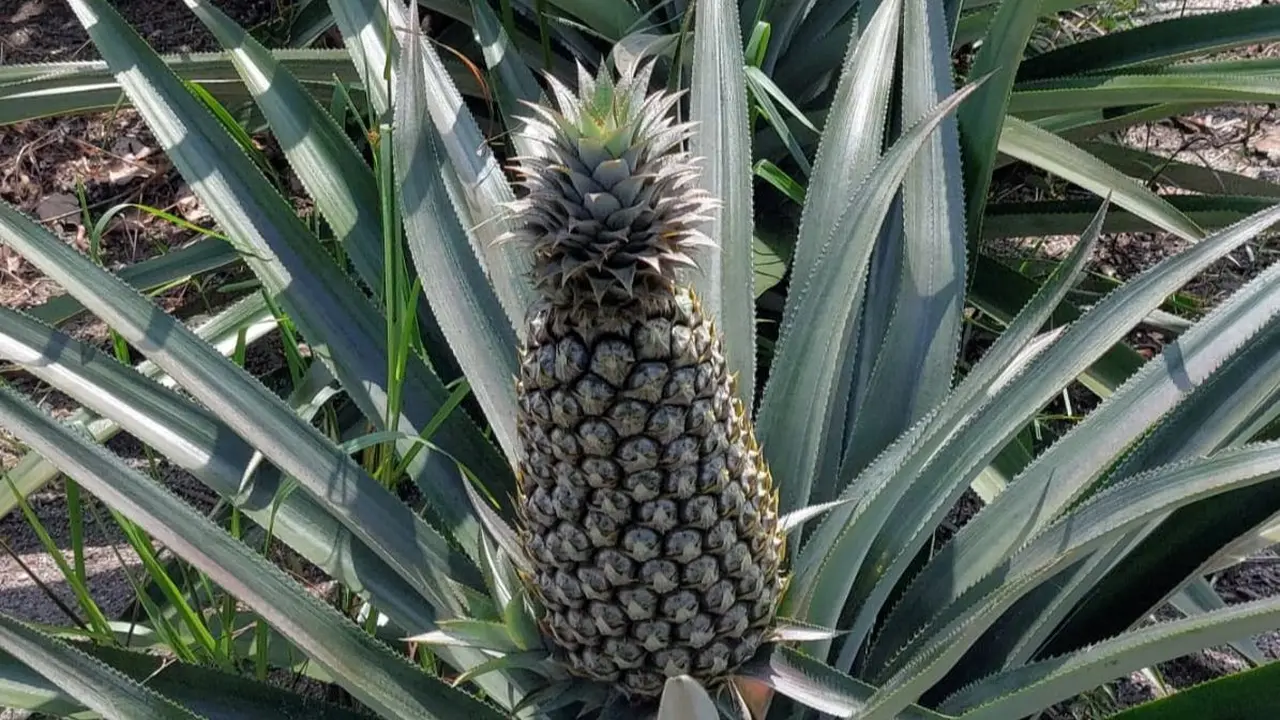 Nanas