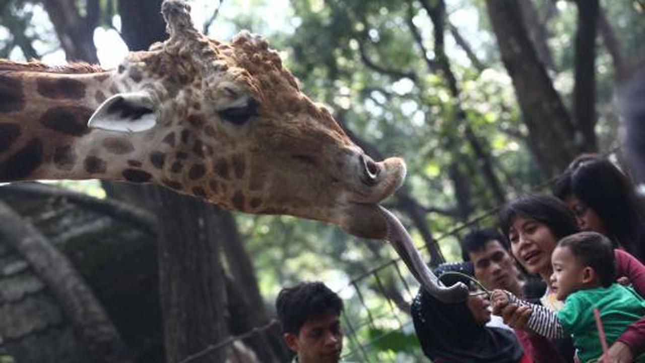 KTP DKI, Gratis masuk Ragunan 
