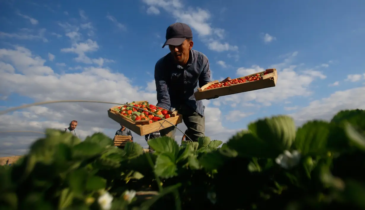Petani memetik stroberi di sebuah kebun, Beit Lahyia, Jalur Gaza, Selasa (3/12/2019). Bebagai jenis buah dan sayur bisa tumbuh subur di Gaza, salah satunya stroberi. (AP Photo/Hatem Moussa)
