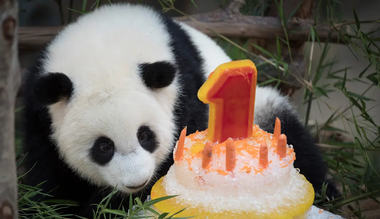 Seekor panda betina (tanpa nama) yang lahir di kebun binatang Malaysia tahun lalu melihat kue ulang tahun Ice-nya pada ulang tahun pertamanya di Kebun Binatang Nasional di Kuala Lumpur, Malaysia (14/1). (AP Photo/Vincent Thian)