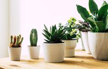9 Jenis Tanaman Hias yang Paling Mudah Dibudidayakan untuk Usaha, Jadi Bisnis Menjanjikan