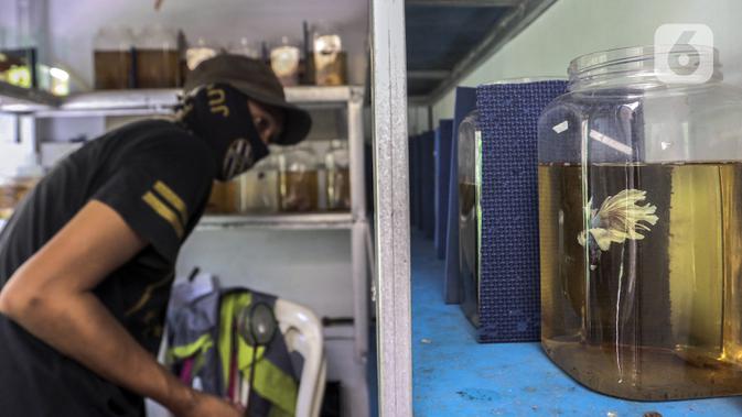 Pekerja melakukan perawatan ikan cupang hias di Galeri Simprug Betta Fish, Jakarta, Jumat (7/8/2020). Ikan cupang hias di sini dijual dengan harga Rp 50 ribu hingga Rp 3,5 juta per ekor. (Liputan6.com/Johan Tallo)