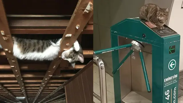 10 Potret Kucing Bersantai di Tempat yang Tak Seharusnya.