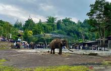 Fakta Unik Macan Tutul: Lembang Park Zoo Tutup Sementara Imbas Macan Tutul Lepas dari Kandang Karantina