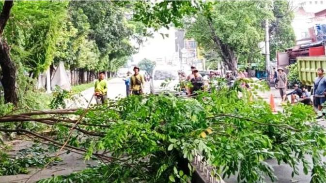 Pencegahan Pohon Tumbang di Jakbar: Dokter Pohon Gencarkan Inspeksi Jelang Musim Hujan Ekstrem