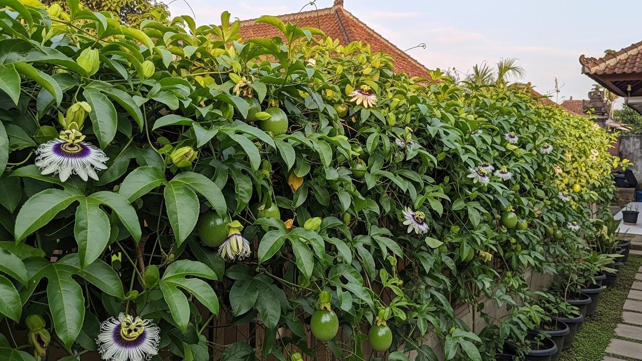 Markisa (Passiflora) untuk Pagar