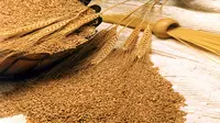 Sejak manusia memasuki era bercocok tanam, gandum menjadi makanan penting bagi peradaban-peradaban besar. Dari Mesopotamia, Mesir hingga Romawi.