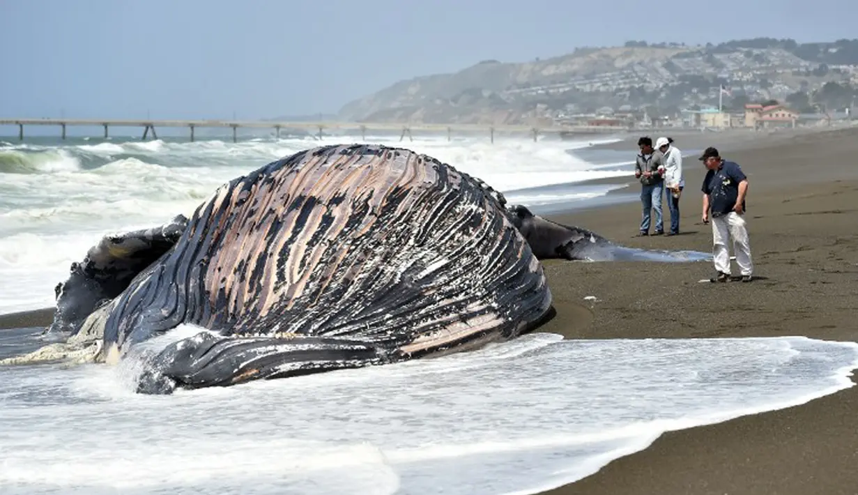 Sejumlah orang melihat lebih dekat paus bungkuk yang terdampar di Pantai Pacifica, California, Selasa (5/5/2015). Ini merupakan paus kedua yang terdampar di kawasan California Utara dalam tiga pekan terakhir. (AFP PHOTO/Josh Edelson)