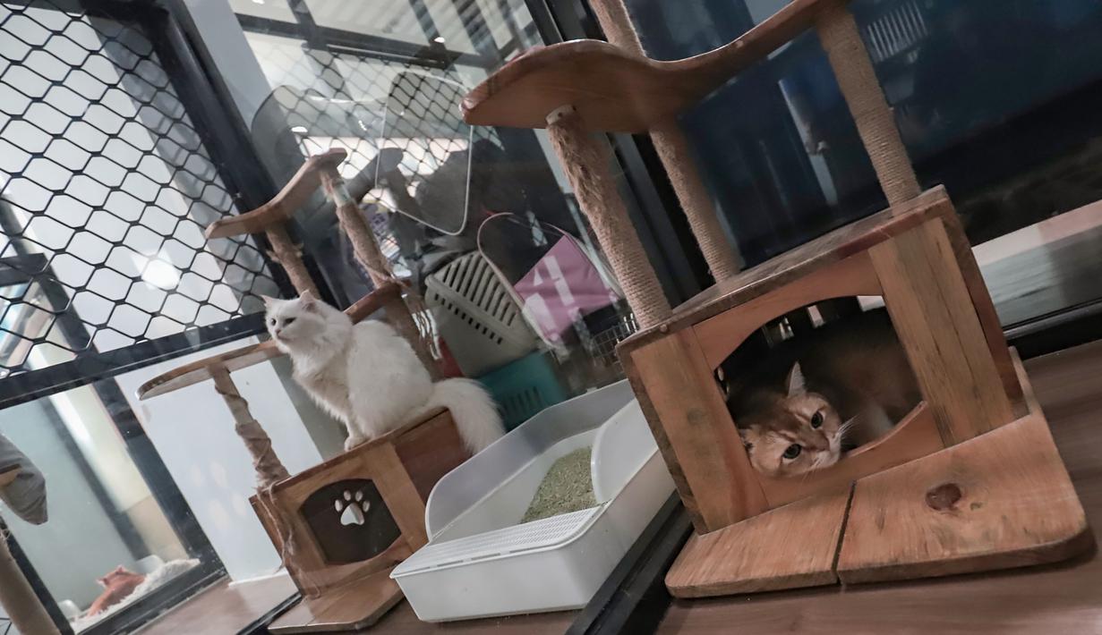 Para pemilik memilih menitipkan hewan kesayangan mereka agar tetap mendapatkan perawatan yang layak saat ditinggal dalam jangka waktu yang lama. Tampak dalam foto, beberapa kucing peliharaan yang menginap di sebuah hotel khusus hewan di Jakarta Pusat, Kamis (19/3/2026). (merdeka.com/Arie Basuki)
