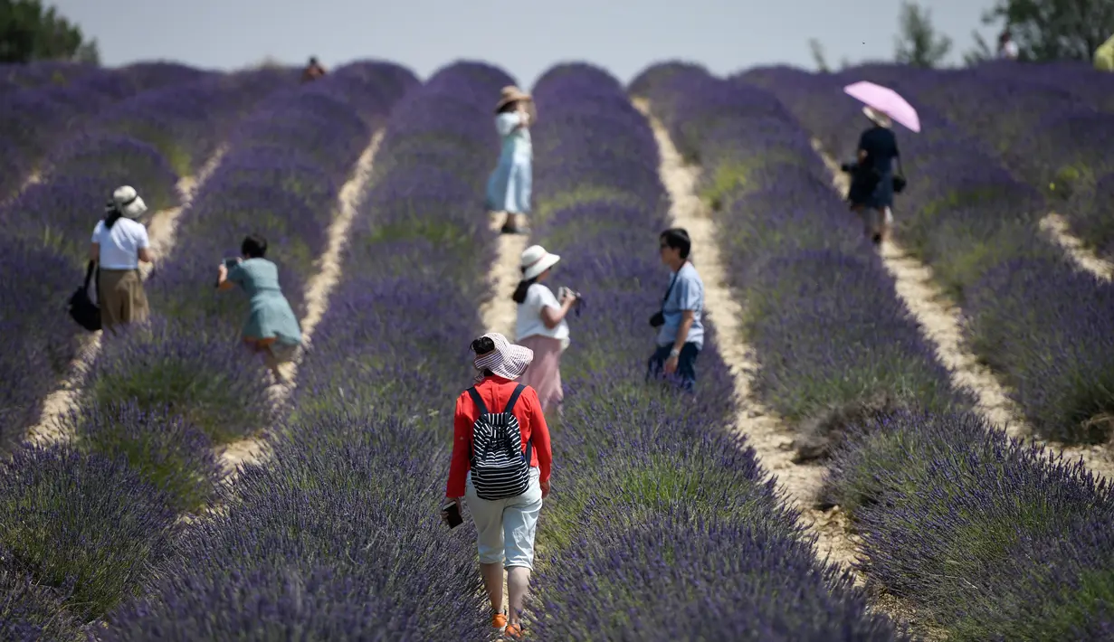 Wisatawan Asia berfoto ketika mereka berjalan melintasi ladang lavender di Valensole, sebelah tenggara Prancis pada 29 Juni 2019. Di wilayah ini terdapat hamparan luas ladang lavender, menyatu cantik dengan lanskap bukit dan pegunungan di belakangnya. (Photo by GERARD JULIEN / AFP)
