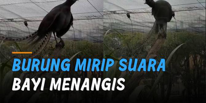 VIDEO: Mirip Suara Bayi Menangis, Burung Ini Mempunyai Kelebihan Unik