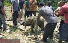 Dramatis! BBKSDA Riau Berhasil Selamatkan Anak Gajah Terperosok Tangki Septik