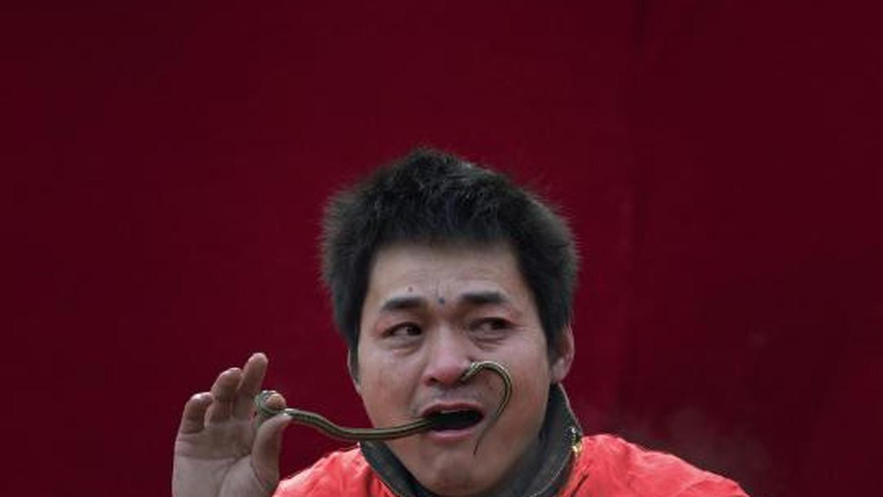 Atraksi nekat, pria ini memasukkan ular hidup melalui hidung