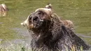 Beruang cokelat Mali mendinginkan diri di kolam air di Bear Sanctuary Pristina, dekat ibu kota Pristina, Kosovo, Kamis (8/7/2021). Warga di Eropa timur yang tidak terbiasa dengan suhu tinggi sedang berjuang untuk mengatasi gelombang panas yang melanda seluruh wilayah. (AP Photo/Visar Kryeziu)