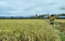 BI Perkuat Ketahanan Pangan Sulut Melalui Pemberdayaan Petani dan UMKM