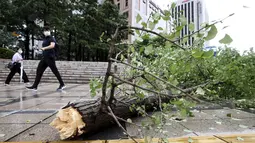 Sebatang pohon tumbang akibat angin kencang terhampar di trotoar di pusat kota Seoul, Korea Selatan, Kamis (3/9/2020). sekitar 120.000 rumah tidak mendapat aliran listrik sepanjang malam di seluruh bagian selatan negara itu dan juga di Pulau Jeju. (Ryu Young-suk/Yonhap via AP)