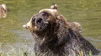 Beruang cokelat Mali mendinginkan diri di kolam air di Bear Sanctuary Pristina, dekat ibu kota Pristina, Kosovo, Kamis (8/7/2021). Warga di Eropa timur yang tidak terbiasa dengan suhu tinggi sedang berjuang untuk mengatasi gelombang panas yang melanda seluruh wilayah. (AP Photo/Visar Kryeziu)