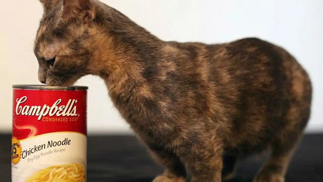 Kucing Cebol Nan Menggemaskan, Tingginya Cuma 12 Cm