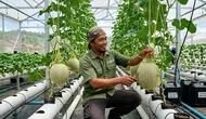 6 Cara Merawat Melon Hidroponik agar Buah Besar dan Manis hingga Panen
