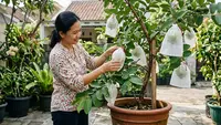 7 Jenis Pupuk untuk Jambu Kristal di Pot agar Rajin Berbunga dan Berbuah