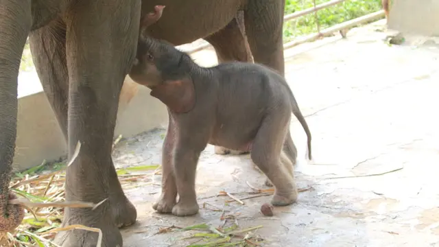 Potret Anak Gajah Sumatera yang Lahir di Taman Satwa Lembah Hijau Lampung