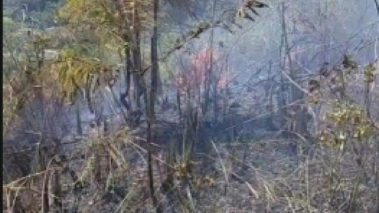 Fakta Unik: Satu Hektare Hutan Lindung Terdampak Karhutla Padangsidimpuan, Bagaimana Penanganannya?