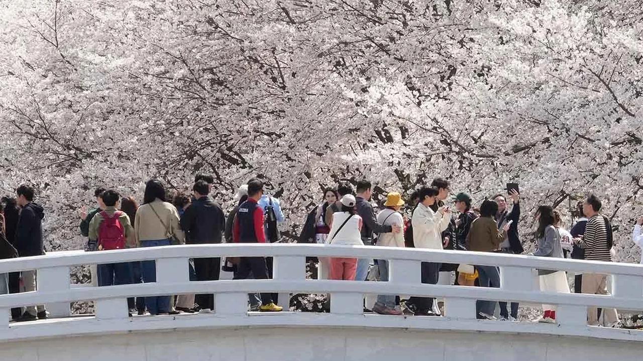FOTO: Mekarnya Bunga Sakura Warnai Musim Semi di Seoul