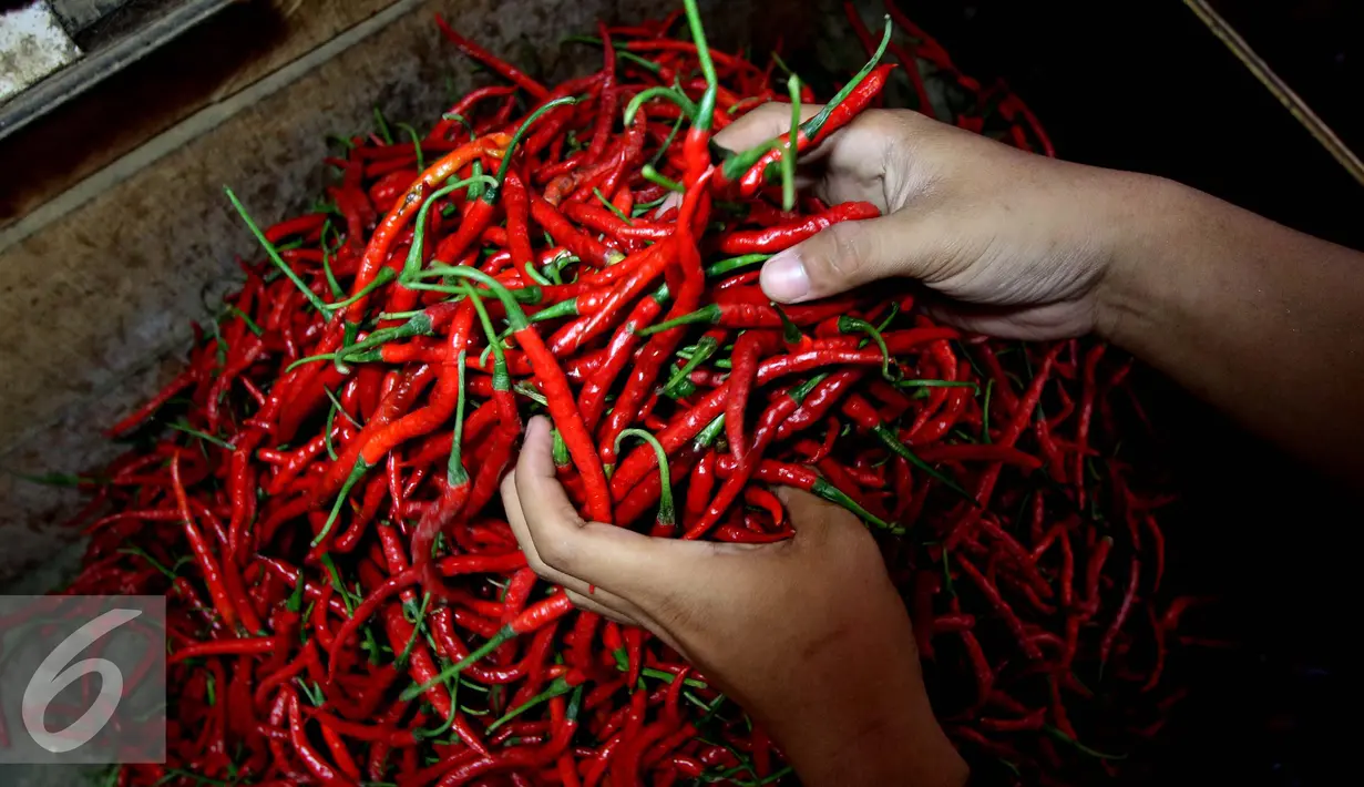 Pedagang menata cabai merah kriting di Pasar Impres Senen, Jakarta, Selasa (15/11). Kemudian harga komuditas cabai merah biasa juga mencapai Rp51.960 per kg atau naik 117,77% secara tahunan dari Rp 23.860 per kg. (Liputan6.com/Gempur M. Surya)