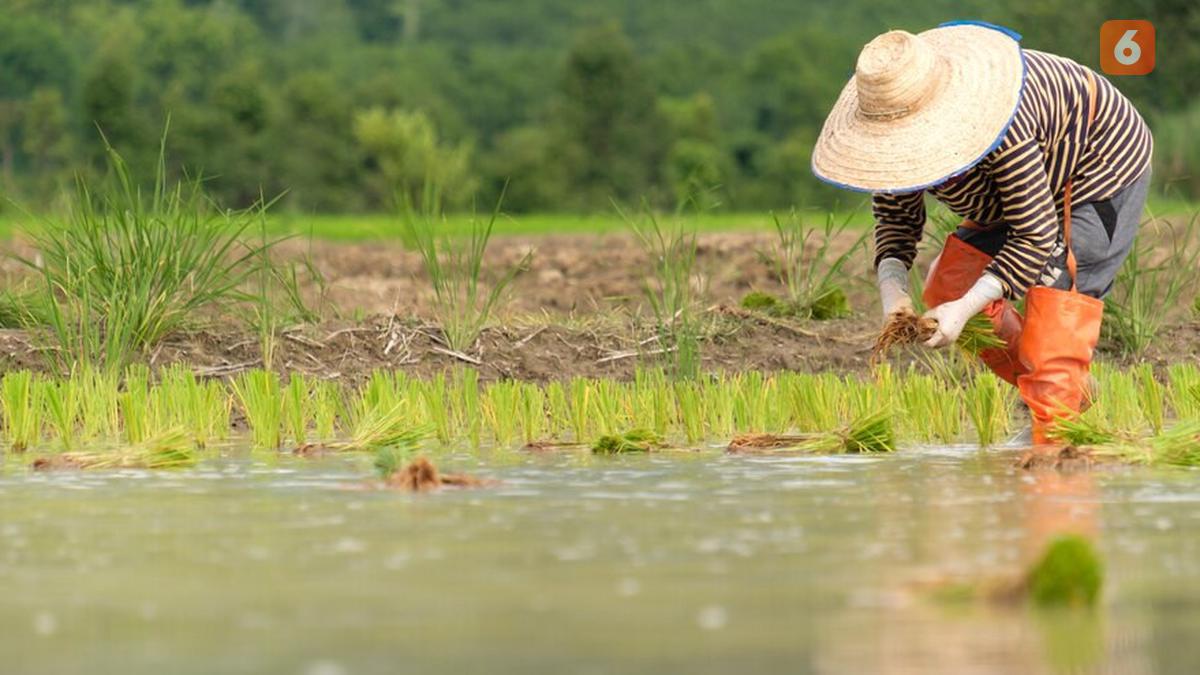 Asuransi Pertanian Perkuat Program Prabowo Buka 4 Juta Hektar Sawah
