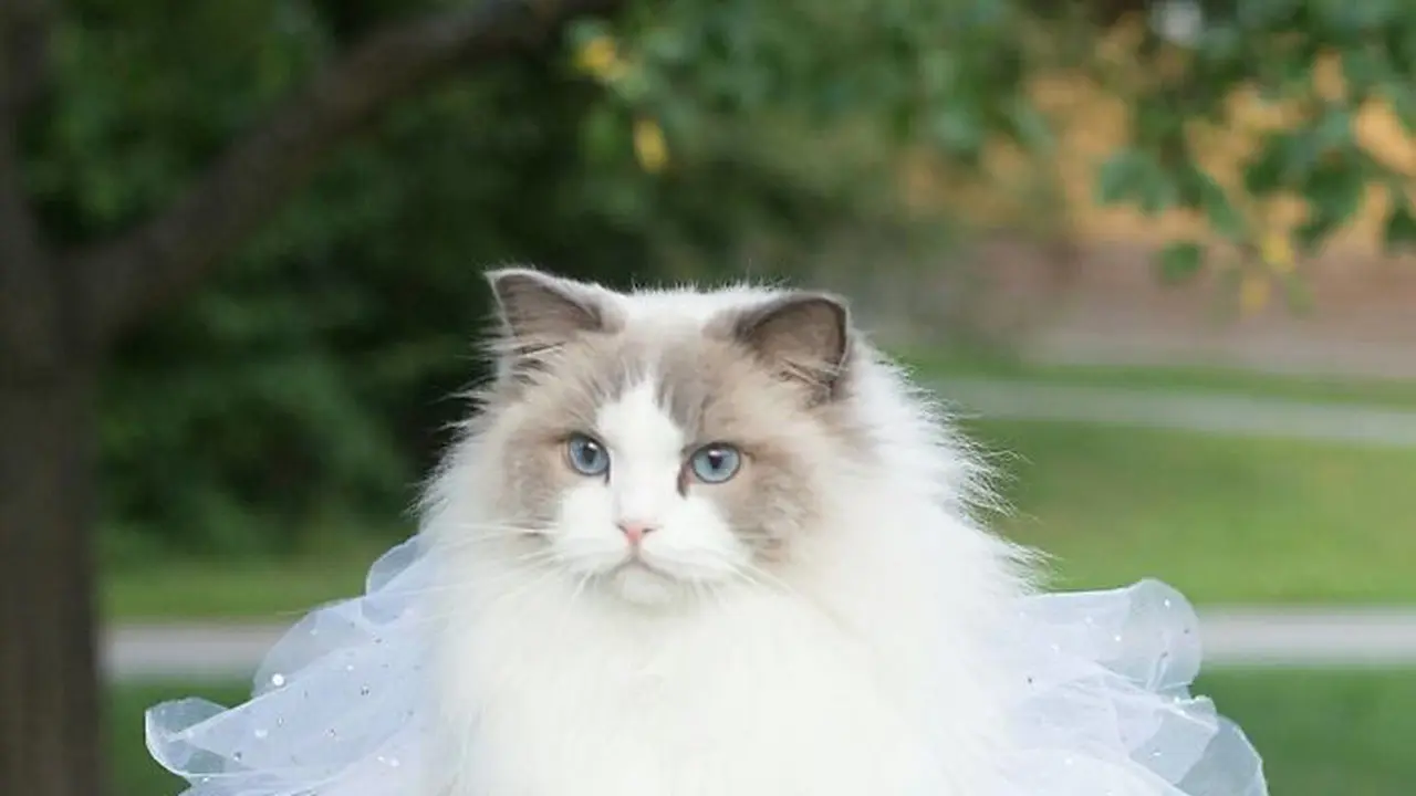[Bintang] Kucing 
